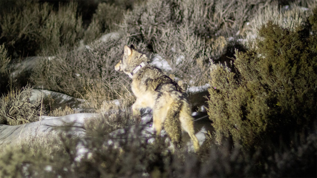el lobo camina entre arbustos nevados