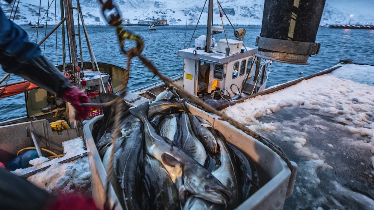 Commercial fisherman