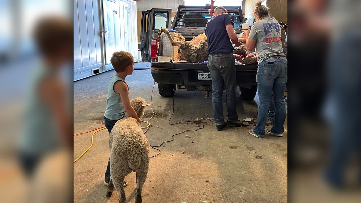 boy and sheep watch as people examine dead sheep