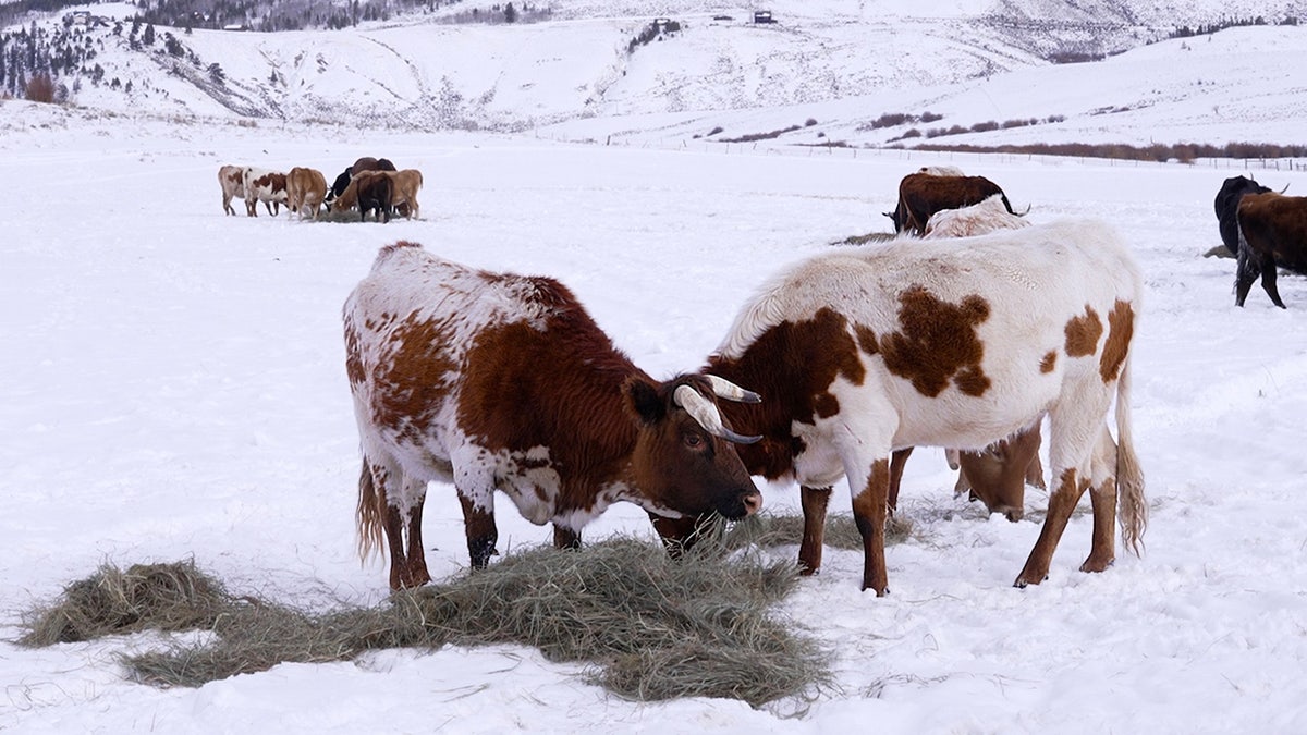 El ganado Corriente come heno en la nieve