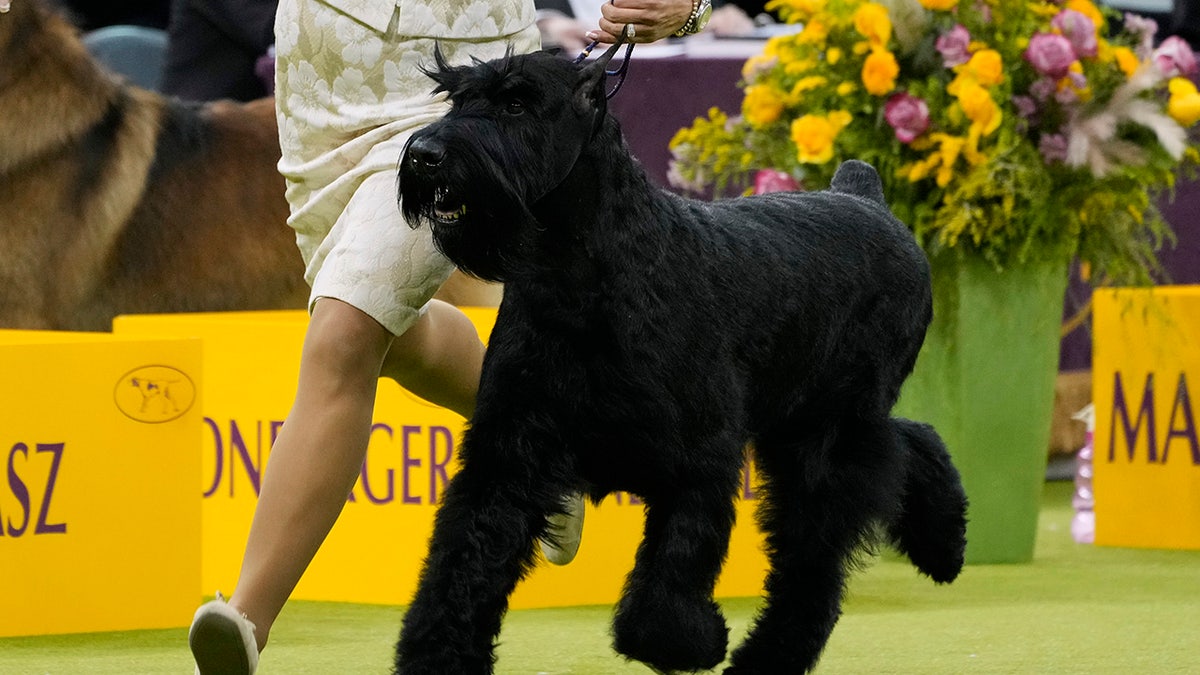 Mondy The Giant Schnauzer is competing