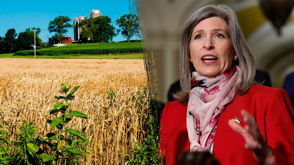 Sen. Joni Ernst_corn split