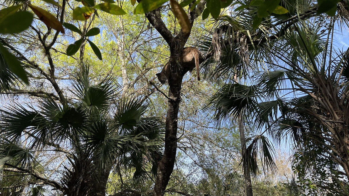 Black panther on the tree