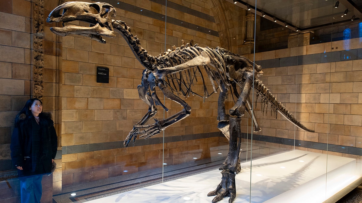 Iguanodon dinosaur skeleton at the Natural History Museum in London