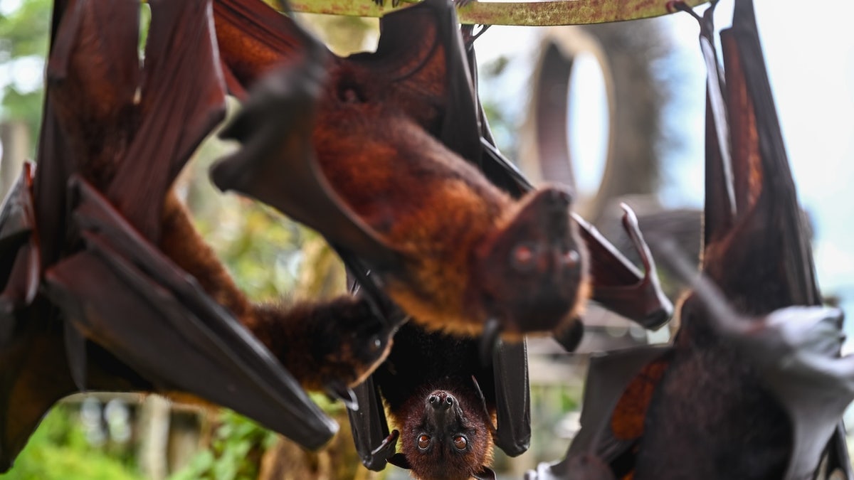 Hanging bats