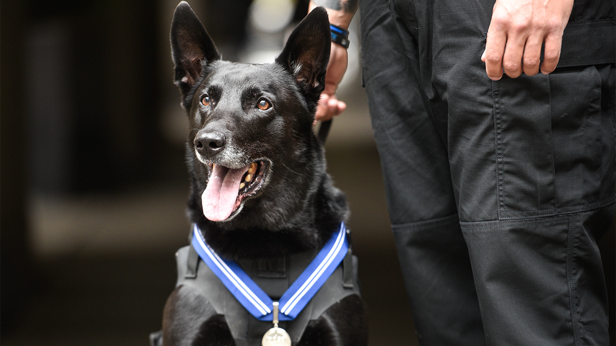 Cão do furacão