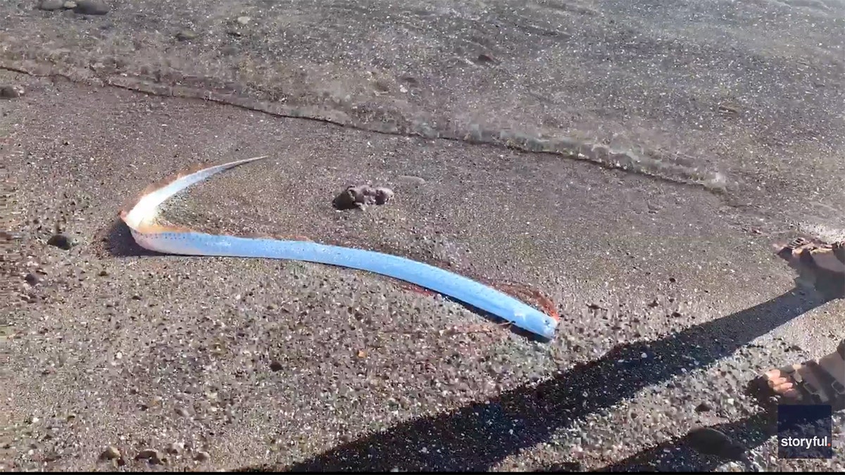 Oarfish on beach in Mexico