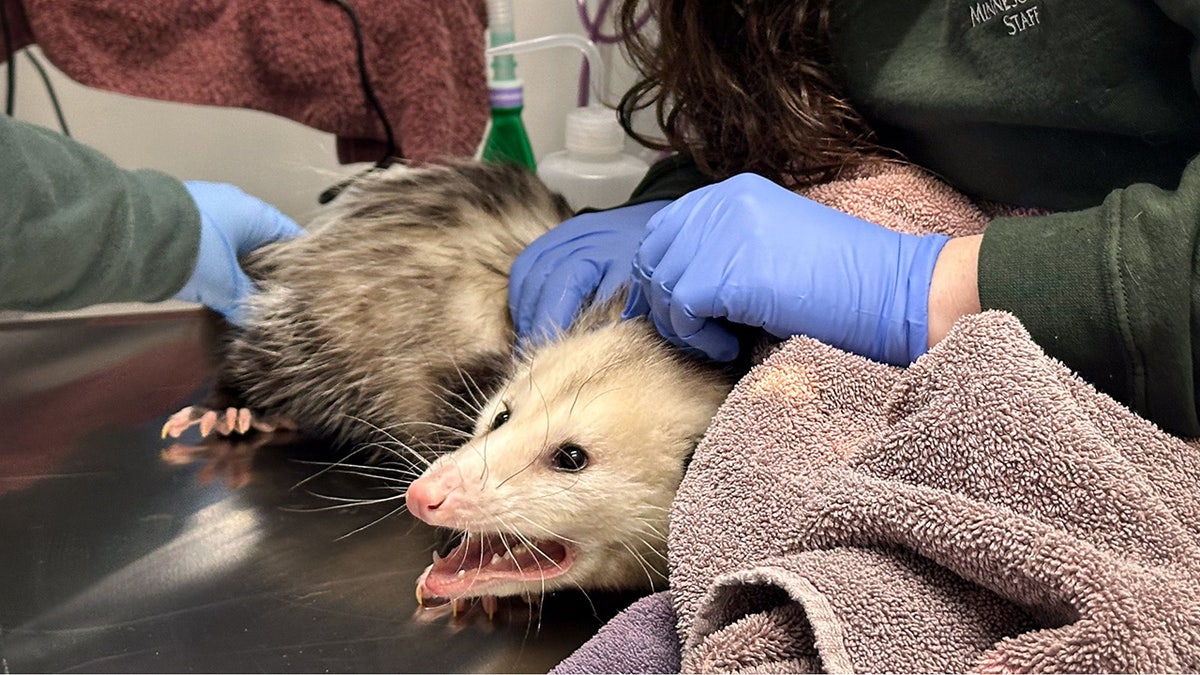 Opossum being examined by a vet.