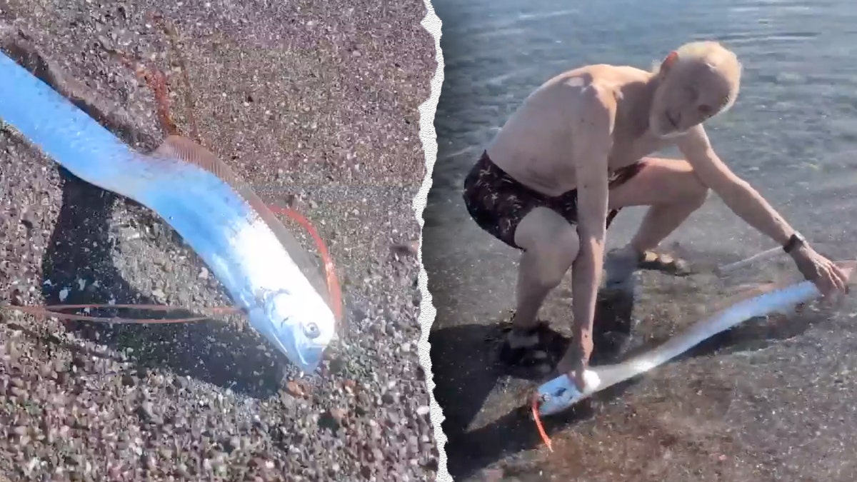 rare deep sea oarfish on beach in Mexico