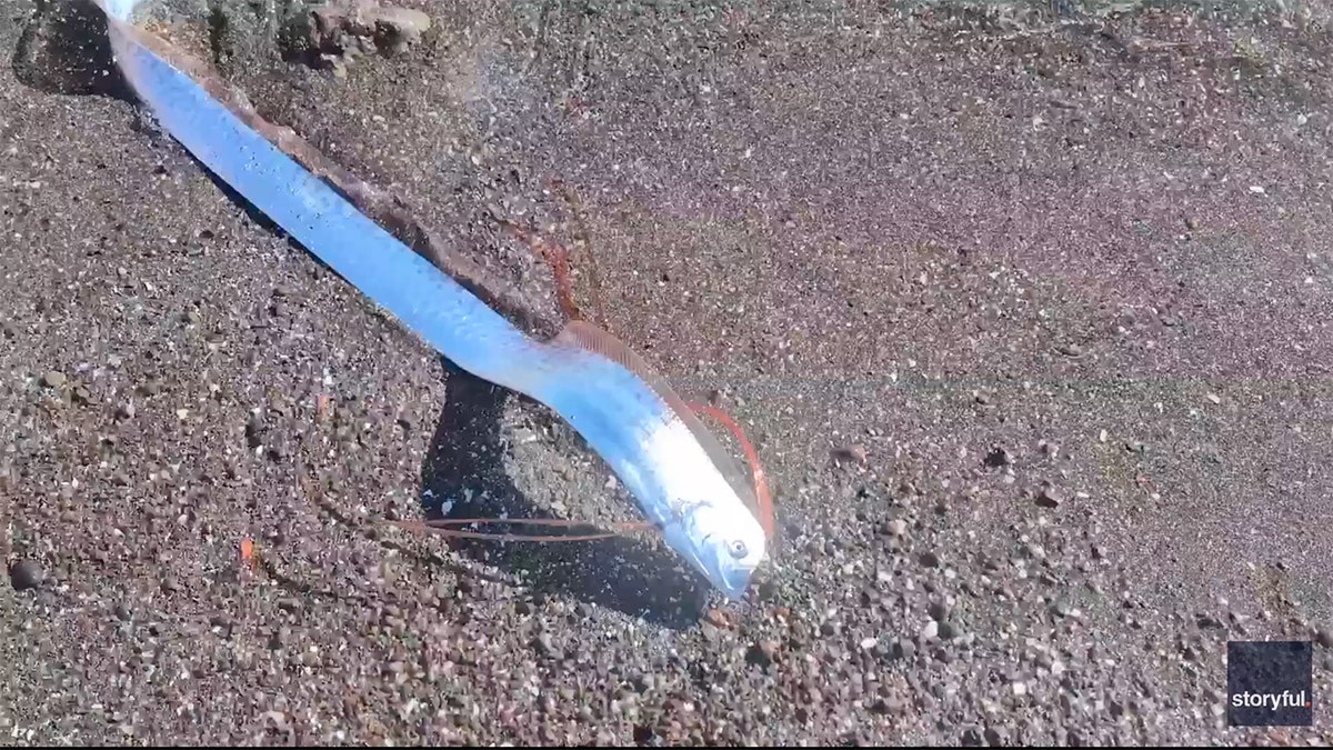 Oarfish on beach in Mexico