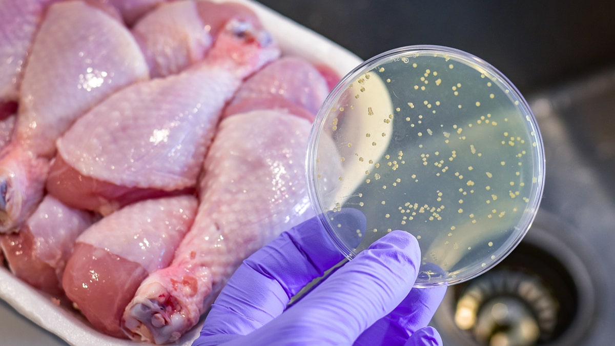 A bacterial culture plate with salmonella is held by a hand in rubber gloves. In the background is raw chicken meat.