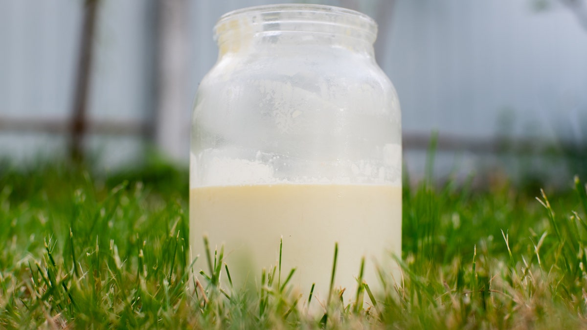 Raw milk is shown in a glass jar on grass.