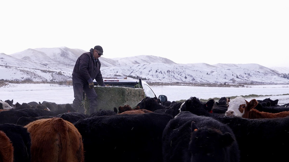 Man stands on back of truck surrounded by cattle