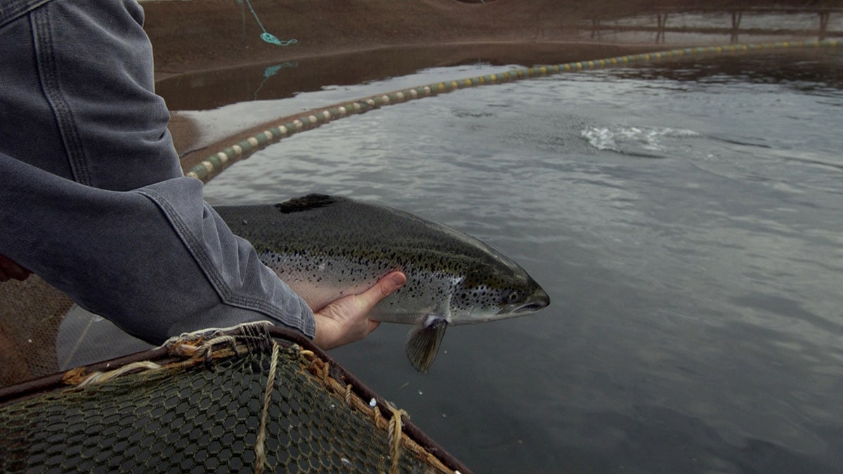 Person holding a salmon over a farming ring.