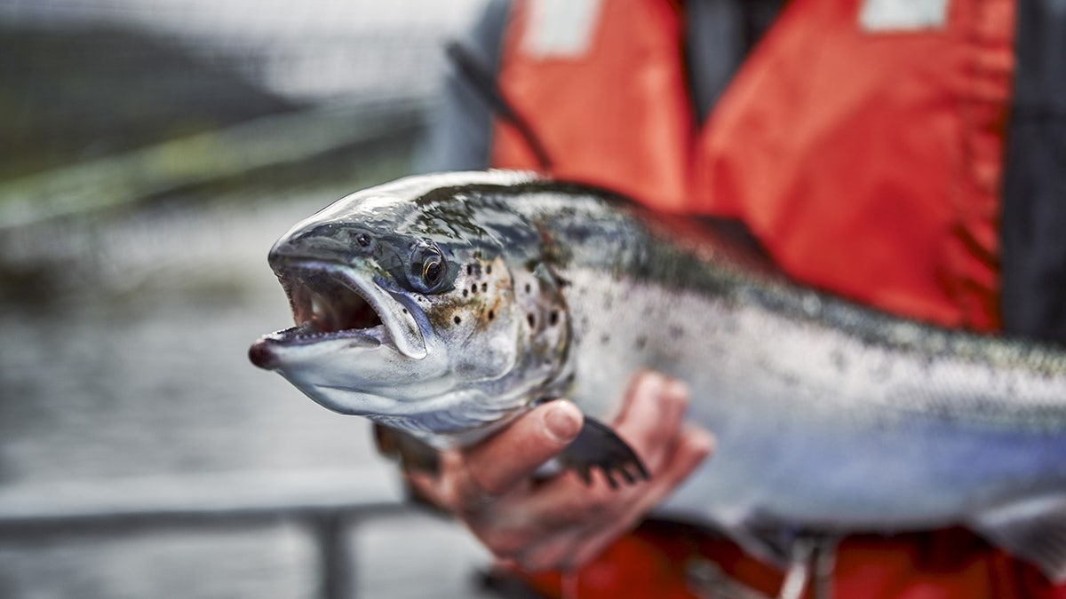 Man holding a salmon.