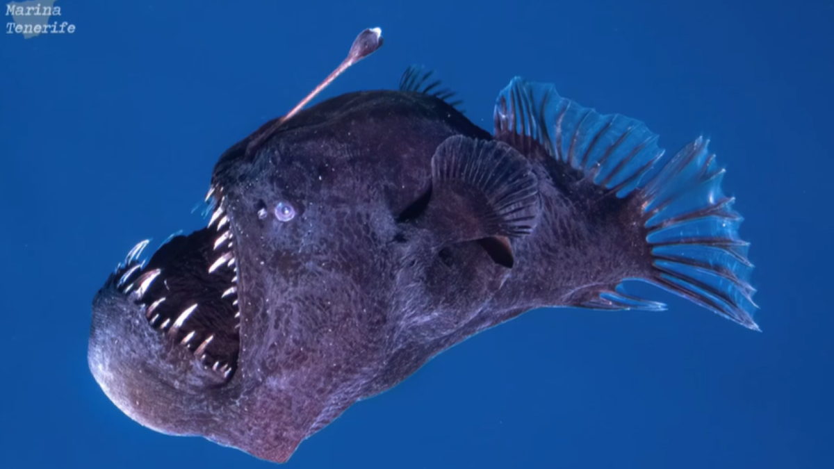 Close-up of angler fish