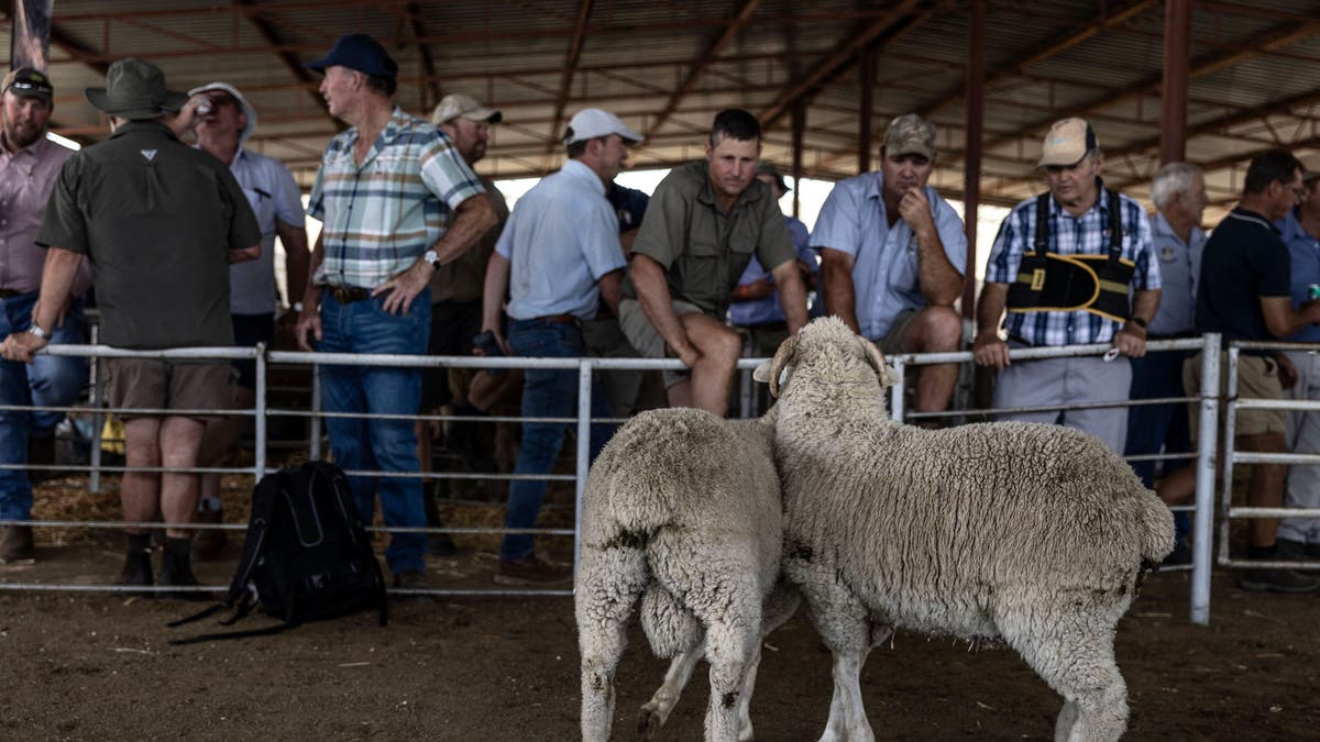 Farmers checked the sheep on the Philiporis show in Felipolis, South Africa on November 1, 2024.