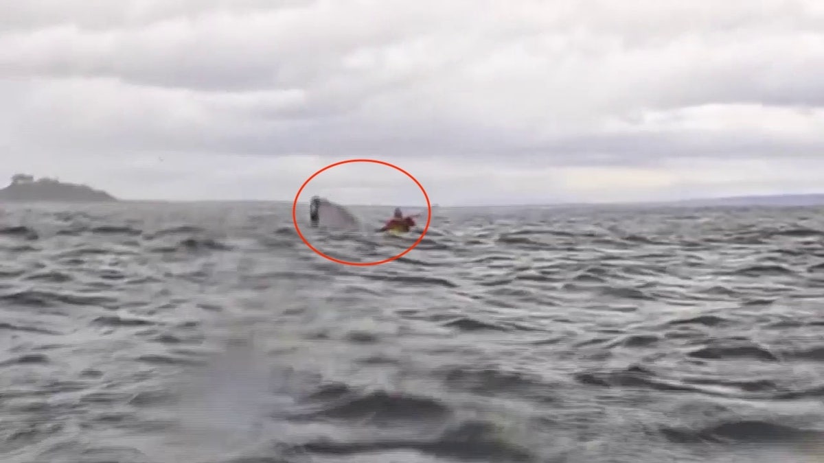 Kayaker gets swallowed by humpback whale off Chilean coast: Watch | Fox ...