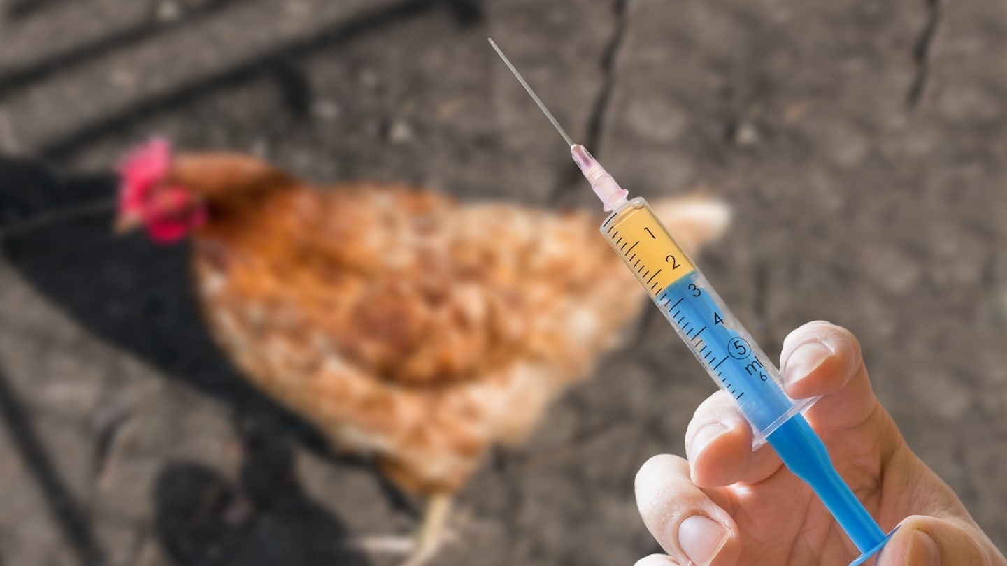 chicken vaccine