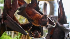 New bat coronavirus discovered in China sparks pandemic concerns