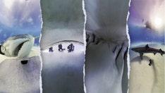 Terrifying video gives inside look at what it would be like to be eaten by a shark