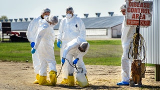 Colorado declares disaster emergency as presumptive bird flu outbreak hits facility with 1.3M chickens