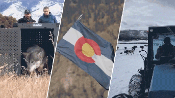 Wolf fight pits ranchers against will of the people in story ripped from the pages of a 'Yellowstone' script - Fox News