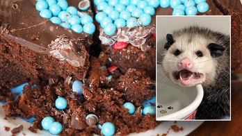 Opossum eats entire Costco chocolate cake, says wildlife rehab: 'Been there, girl'