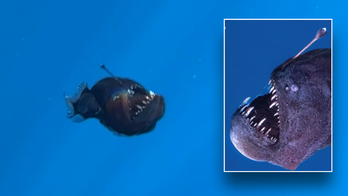 Marine expert addresses viral anglerfish video that broke millions of hearts: 'A lot of hypotheses'