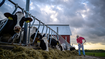 Minnesota declares state of emergency as diseases cripple Midwestern farms