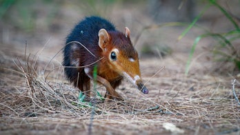 Potentially deadly zoonotic virus found in US, sparking concerns of spread to humans