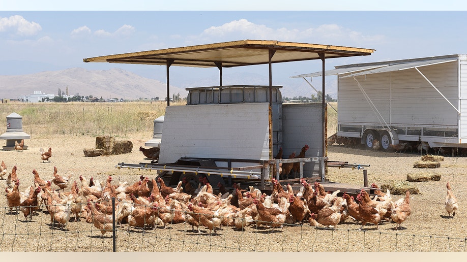 Chickens on Tulare County inmate farm