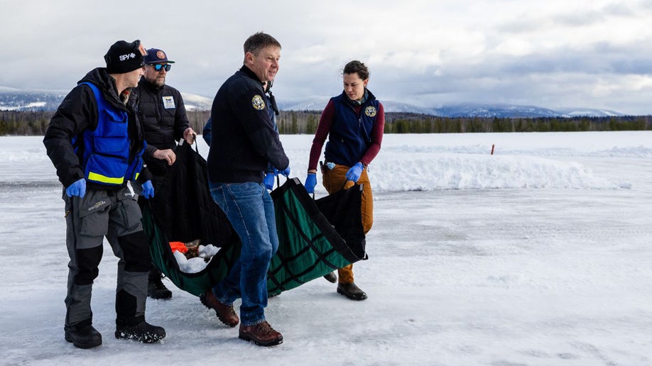 Wildlife agents carry a gray wolf