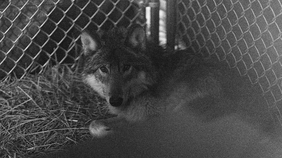 wolf curled up inside cage