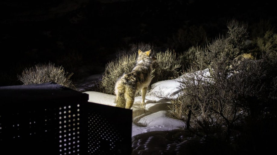 wolf exits cage