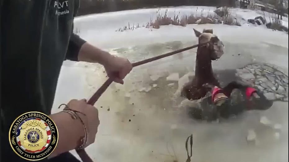 SEE IT: New York police save horse from icy pond in dramatic rescue