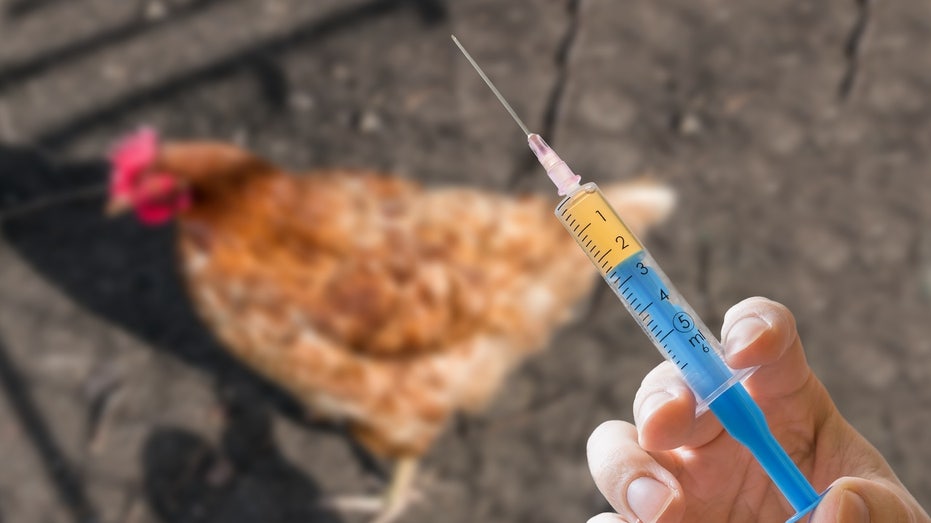 Bird flu vaccine gets ‘conditional license’ from USDA, company announces