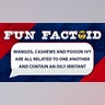 Mangos, cashews and poison ivy are all related to one another and contain an oily irritant