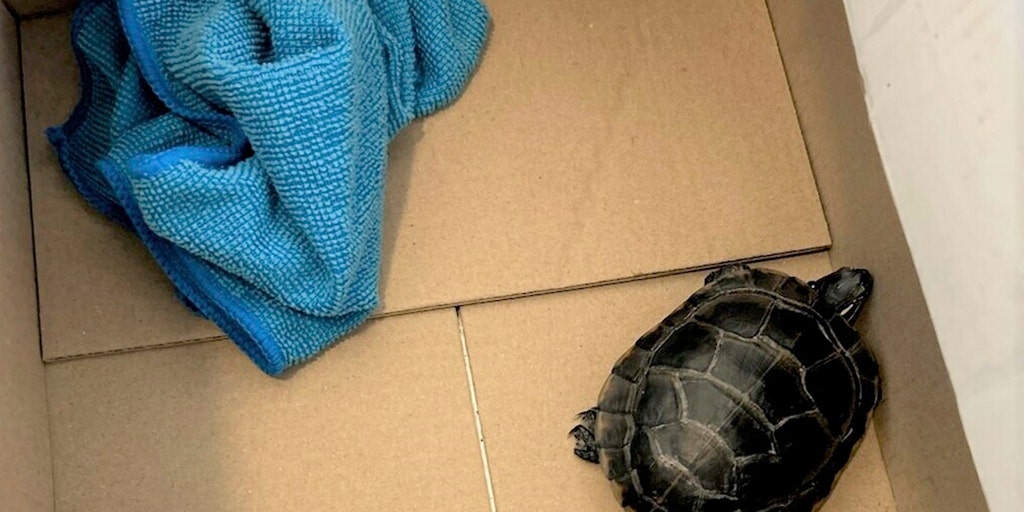 tsa-turtle-in-pants.jpg?ve=1&tl=1