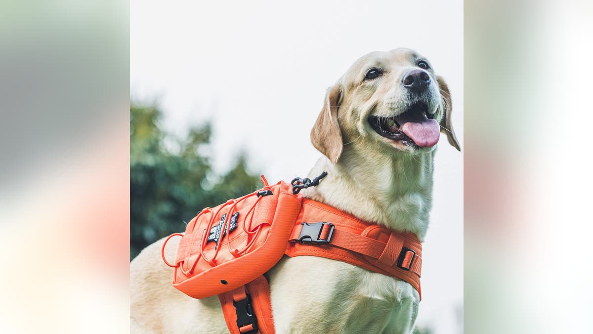 Gear up your dog with their own backpack. 