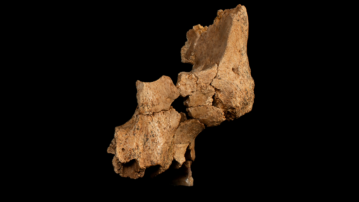 Figger from the middle of the left interface of hominin