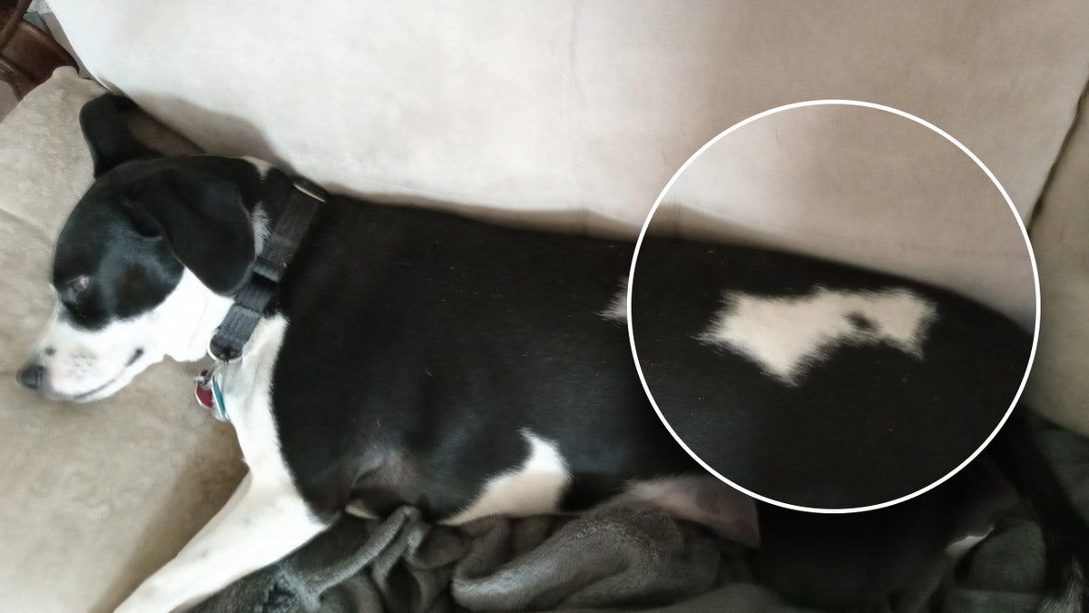 Roxie, the beagle, with a batman logo pattern on her fur.