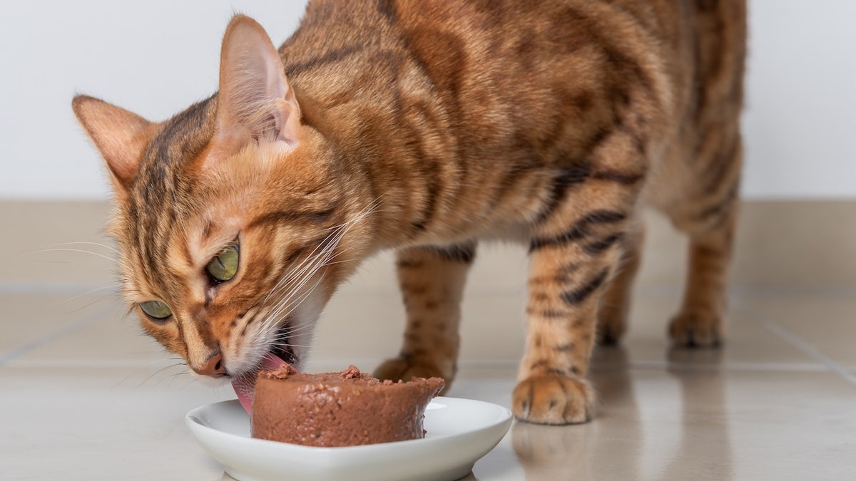 A cat eating wet food