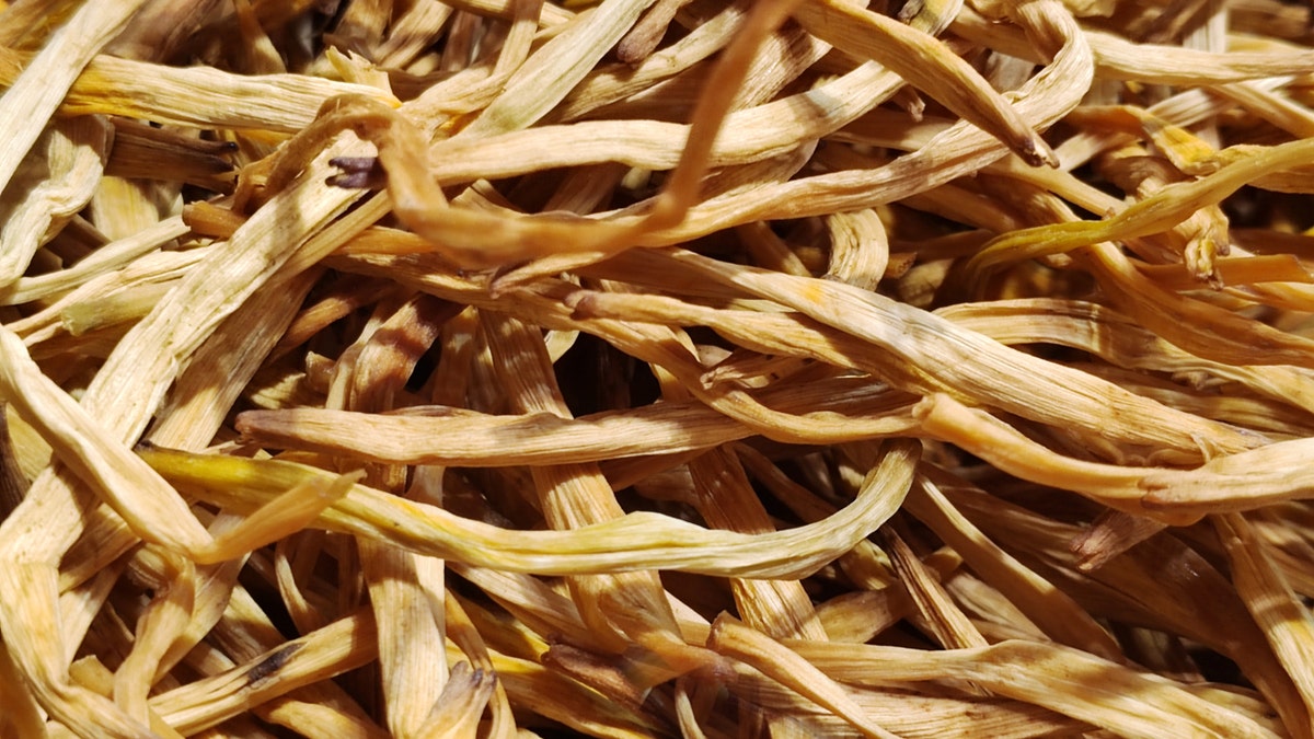 A closeup of dried lily flowers is shown.