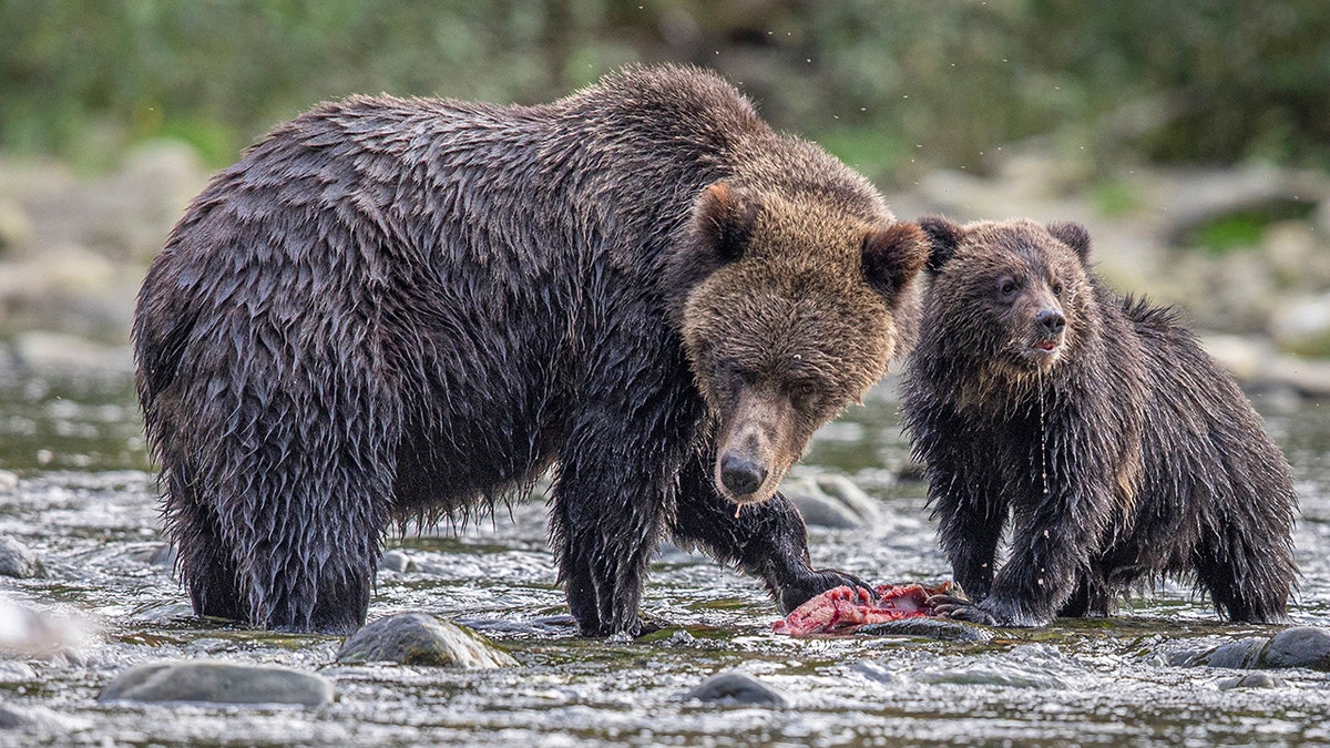 Two bears catching fish in a river