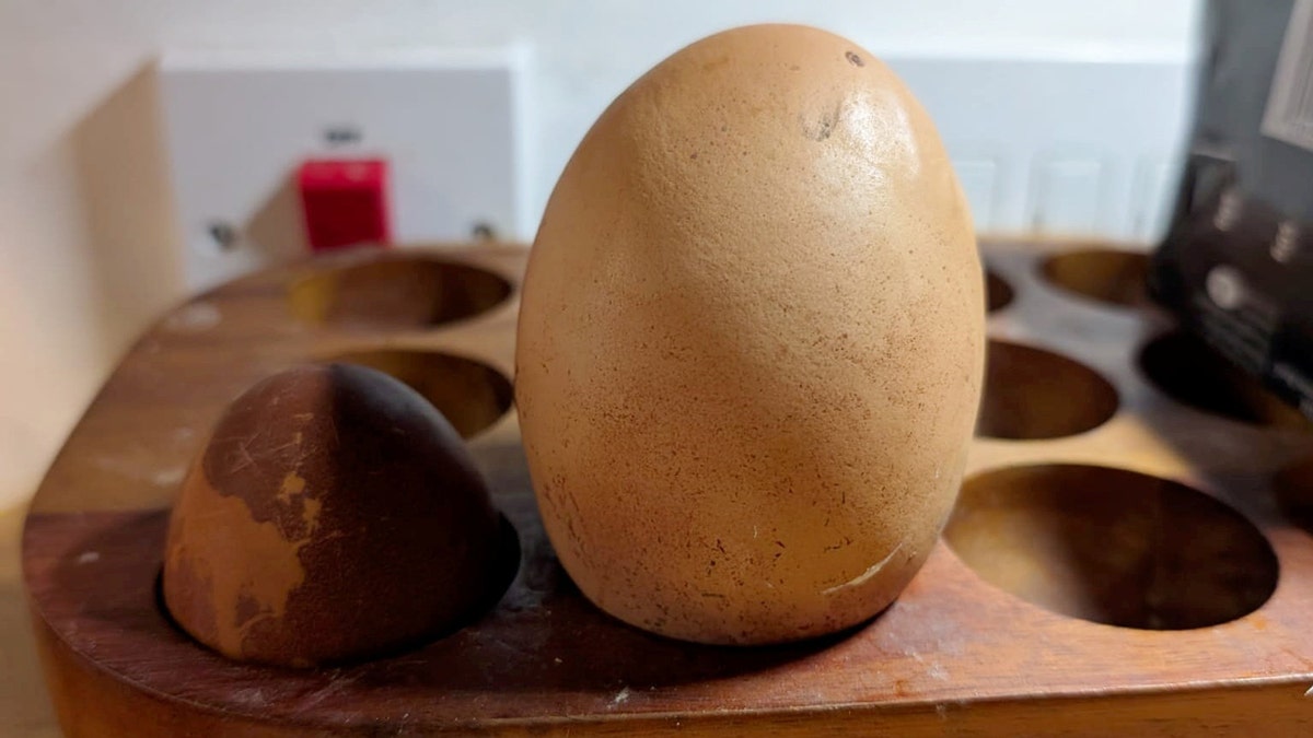 An egg three times the size of a standard egg is shown next to a normal-sized egg for comparison.