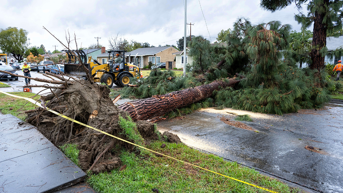 Crews work to eliminate a large pine