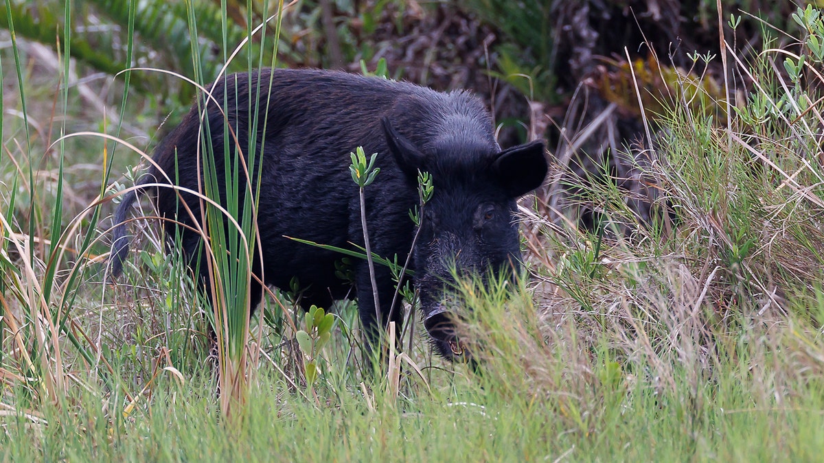 Wild boar on the grass.