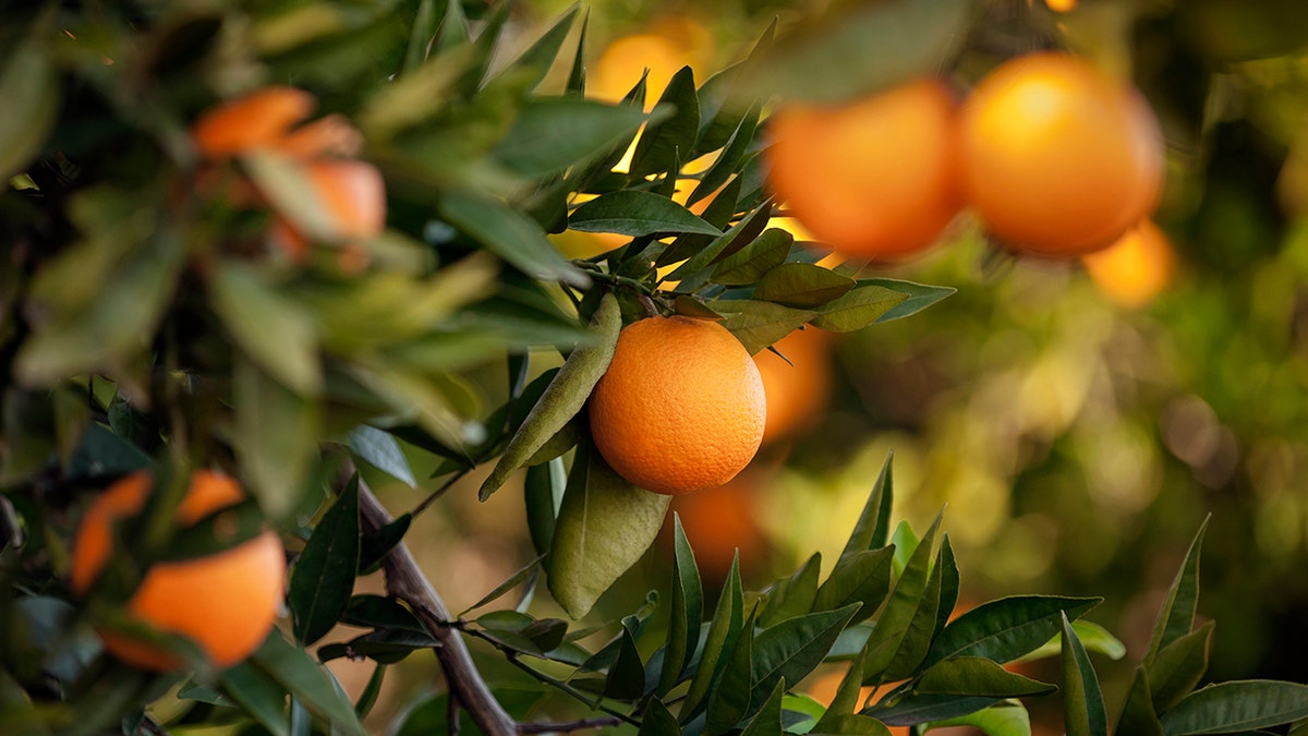 Oranges in tree