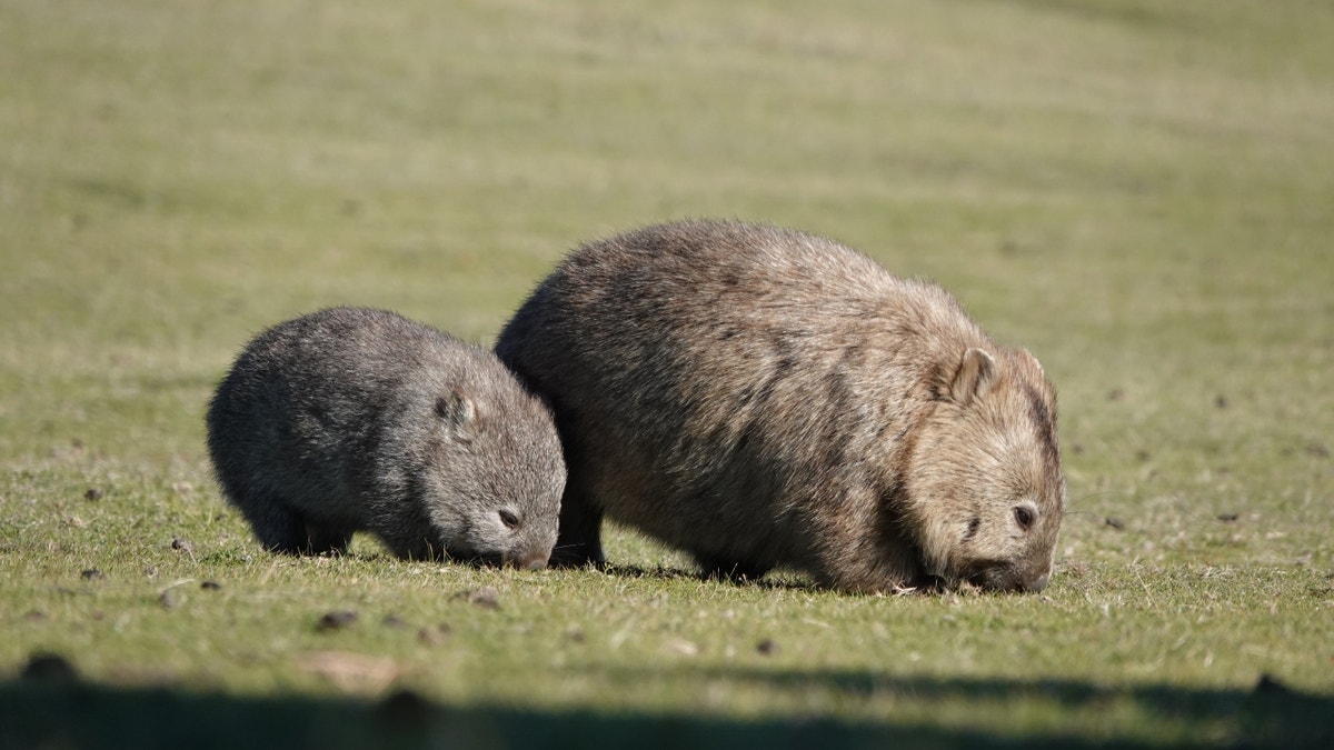 Baby woman and mother eating grass